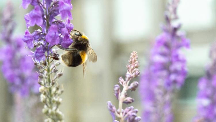 Hummel auf Blume